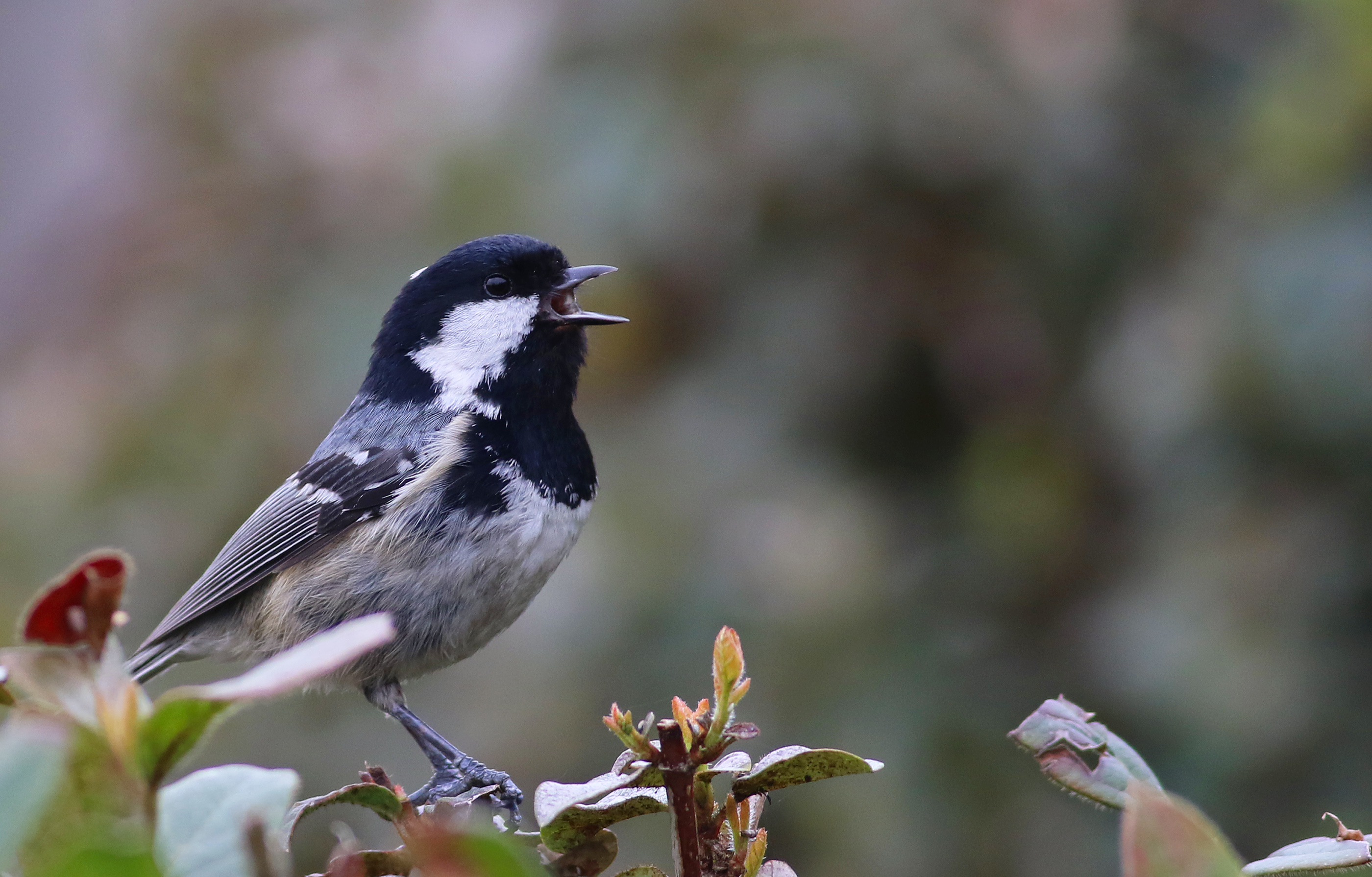 Coal Tit